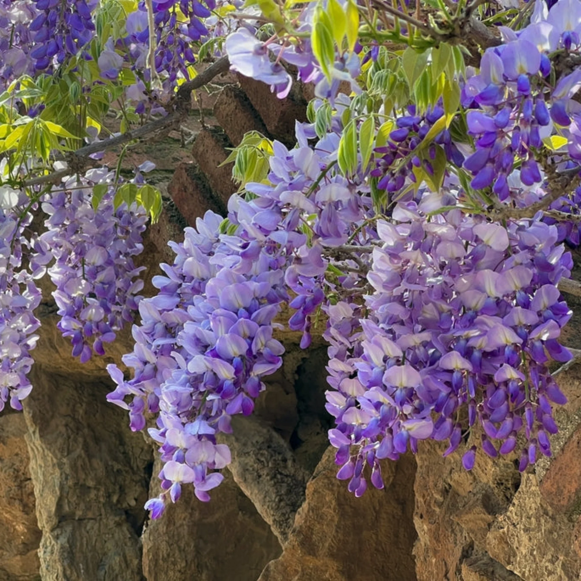 Bloom Your Dream Garden Today